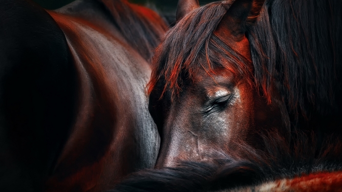 Close-up of a horse's head with red highlights