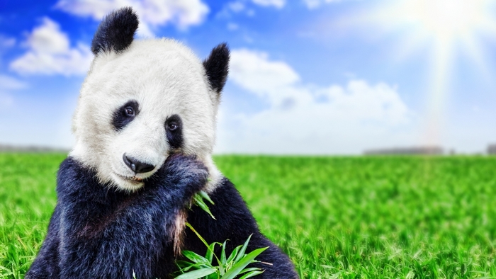 Panda eating bamboo in a green field under the sun