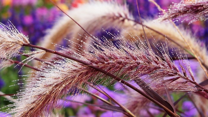 Close-up of dew drops on grass spikes with blurred flowers