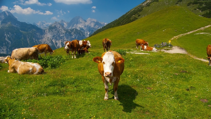 Cows grazing on a grassy mountain slope with rocky peaks in the background