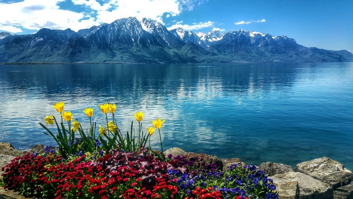 Flowers by a lake with snow-capped mountains