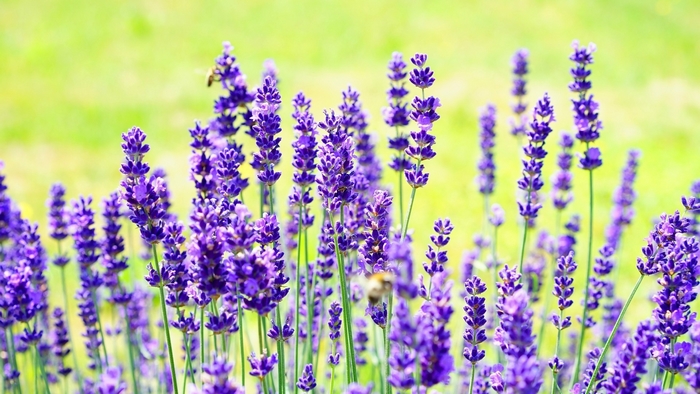 Purple lavender flowers with bees in a green field