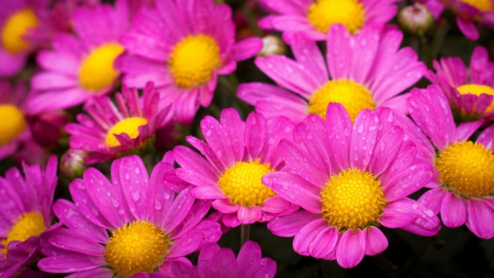 Pink and yellow chrysanthemums with water droplets
