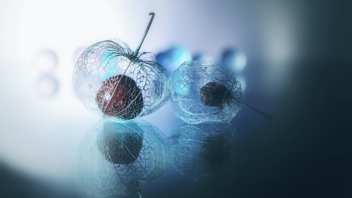 Two Chinese Lantern Fruits with red berries inside