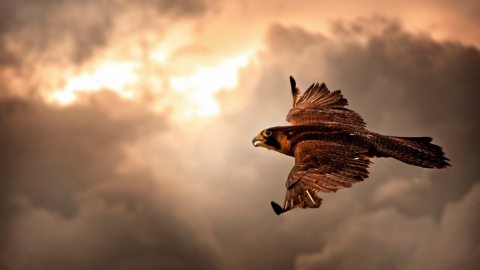 A falcon flies through the sky at dawn