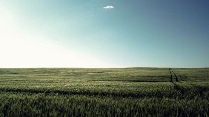 Vast green field under a clear blue sky