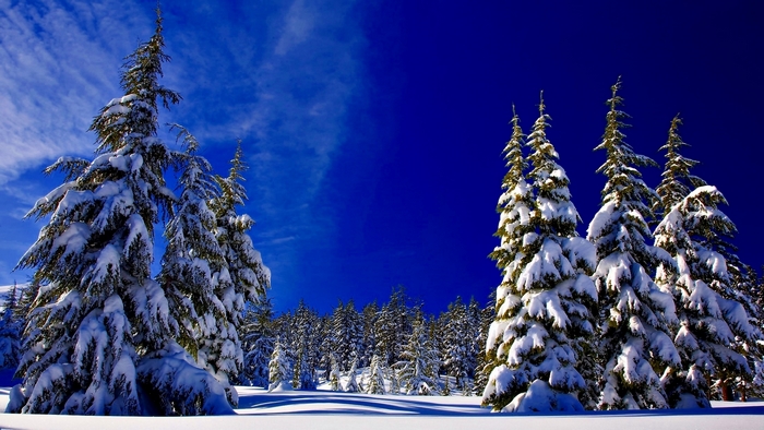 Snow-covered evergreen trees under a bright blue sky