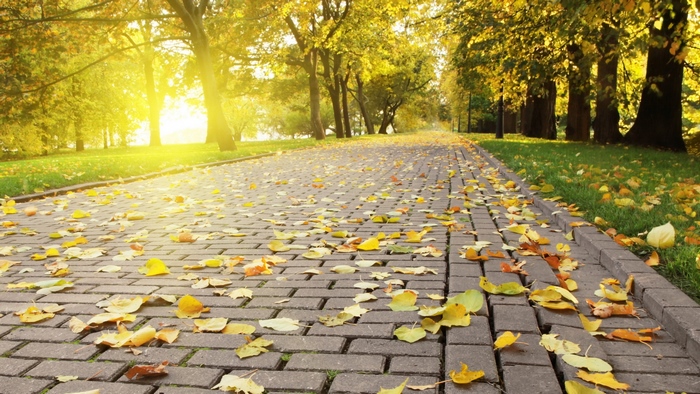 Autumn park path with fallen leaves and sunlight