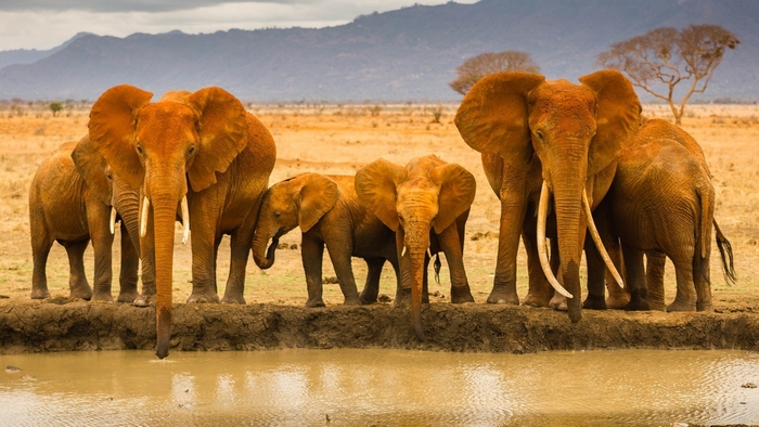 A herd of elephants drinking water at a watering hole in Africa