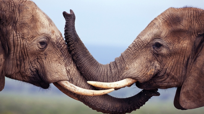 Two elephants touching trunks in Africa