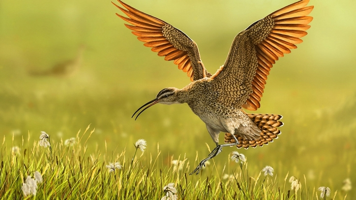 Bird with orange wings flying over a grassy field
