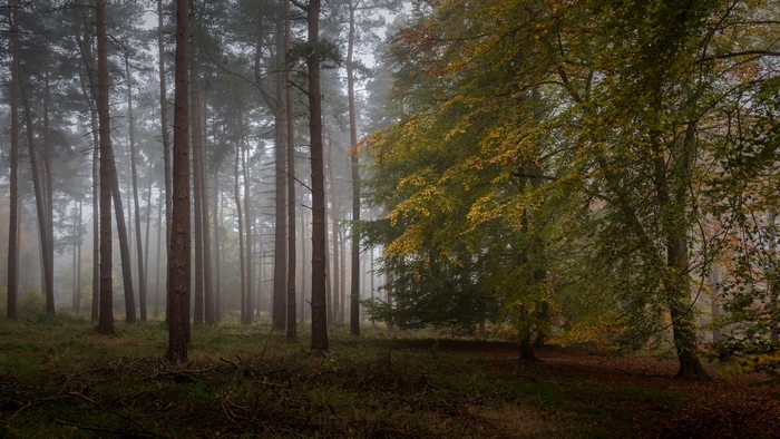 Misty forest with pine and deciduous trees in autumn