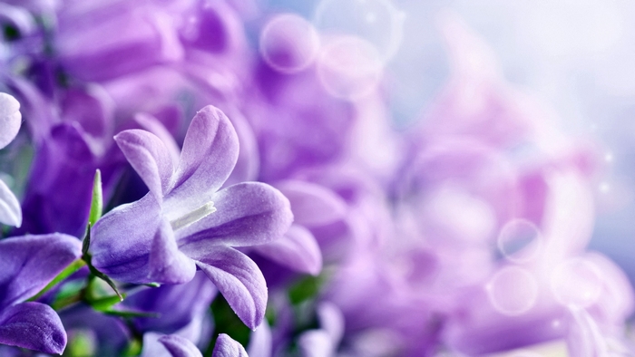 Close-up of purple bellflowers with bokeh background