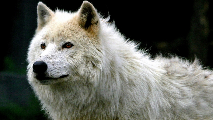 Close-up of a white wolf with amber eyes