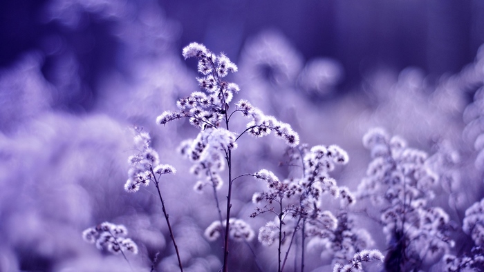 Purple flowers with bokeh background