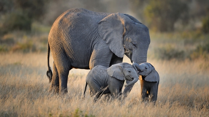 Mother elephant with two babies in a field