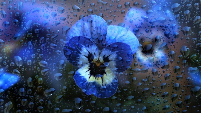 Blue pansy flower with water drops on glass
