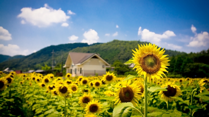 Sunflower field with a house and mountains
