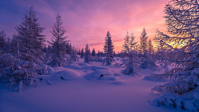 Winter forest at sunset with purple and orange sky