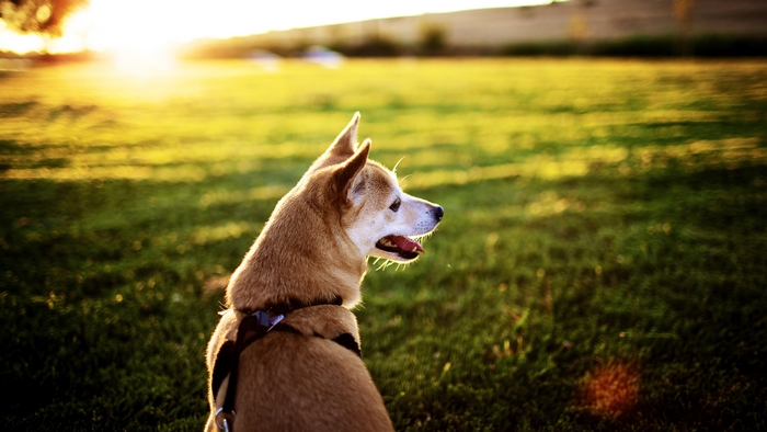 Dog sitting in a grassy field at sunset