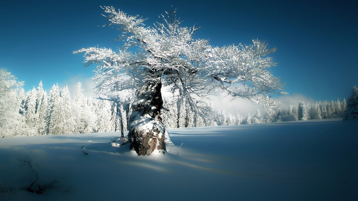 Snow-covered tree in a winter forest