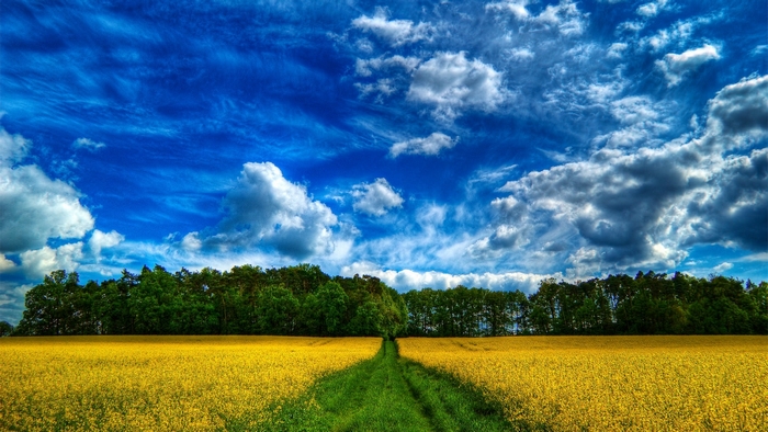 Yellow flower field with trees and blue sky