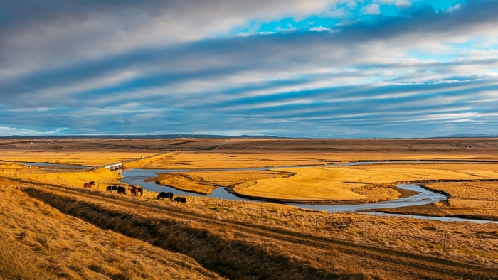 Horses grazing in a golden field with a winding river and bridge