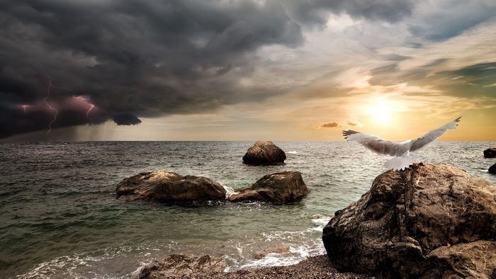 Seagull on rock during sunset with lightning storm