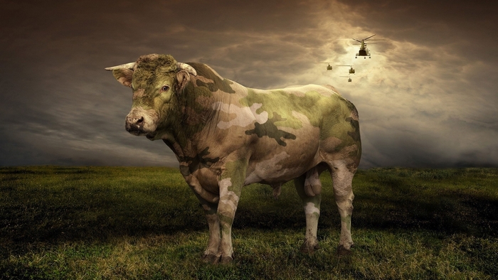 Bull with camouflage in a field with helicopters