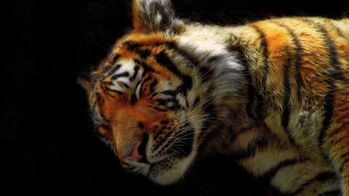 Tiger sleeping peacefully in the dark