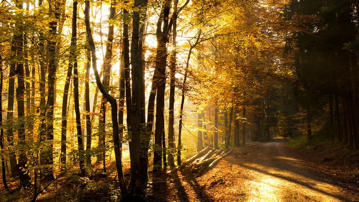 Sunlight filtering through an autumn forest with a dirt road