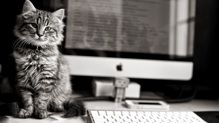 Fluffy kitten sitting in front of an Apple iMac computer
