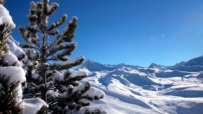 Snow-covered pine trees in a mountain landscape under a clear blue sky