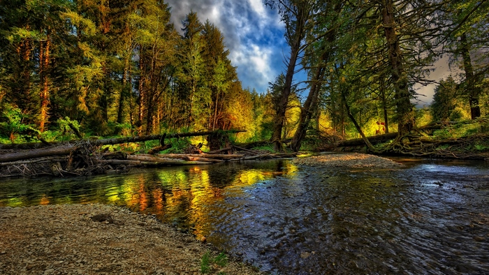 Forest river with reflections and fallen trees