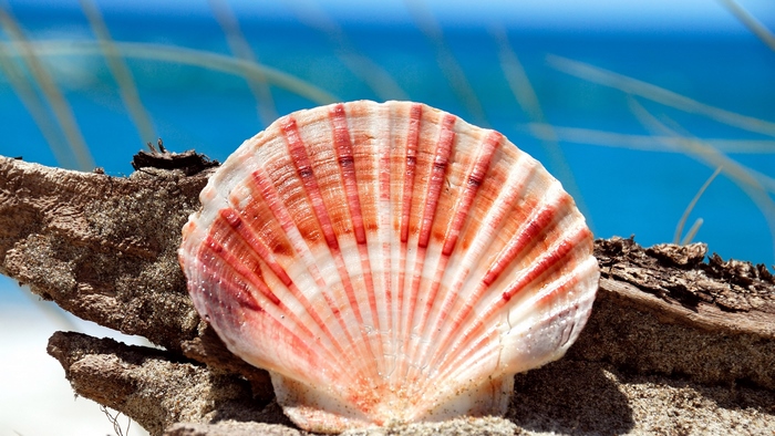 Scallop shell on driftwood with ocean background
