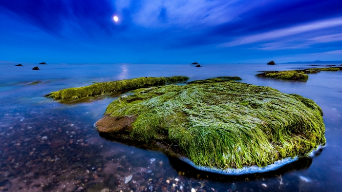 Mossy rocks on a beach at dusk with moon