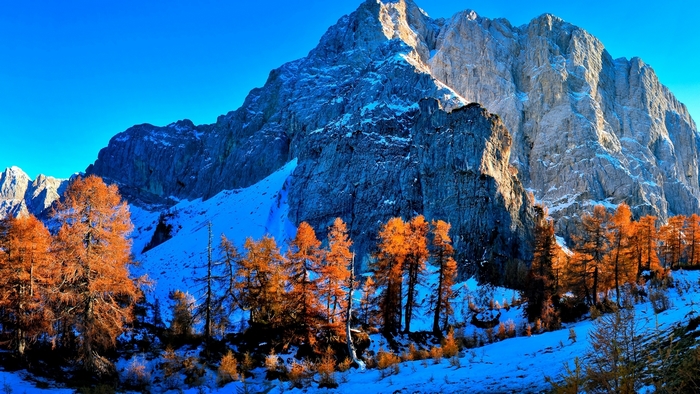 Snowy mountain with autumn trees under a clear blue sky
