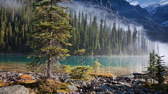 Mountain forest lake with mist