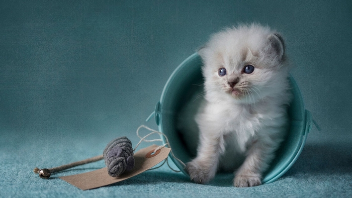 Fluffy Siamese kitten in a bucket with a toy mouse