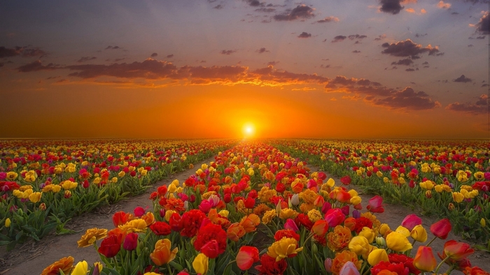 Field of tulips at sunset with clouds