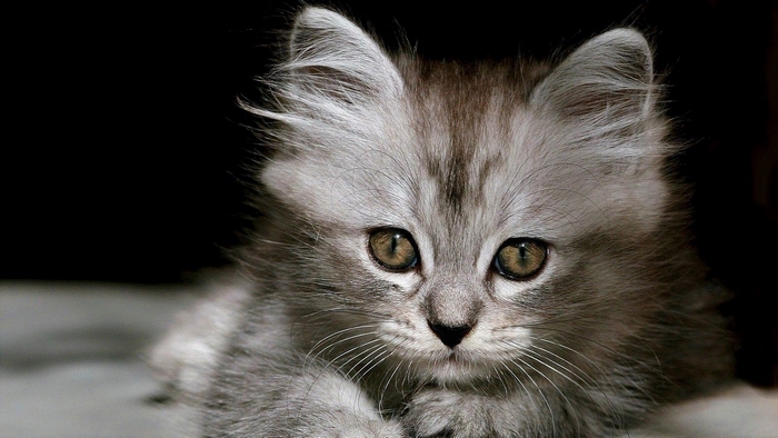 Close-up of a fluffy grey kitten