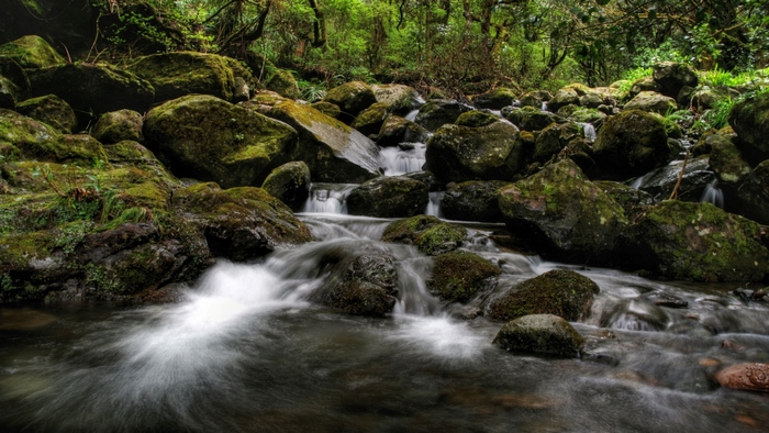 Mossy rocks in a forest stream