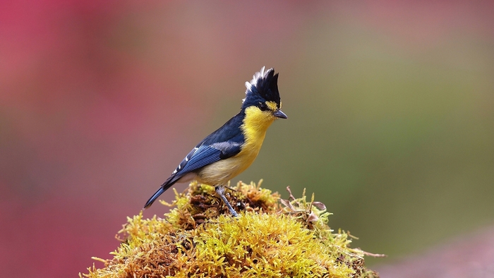 Taiwan Yellow Tit bird with crest on moss