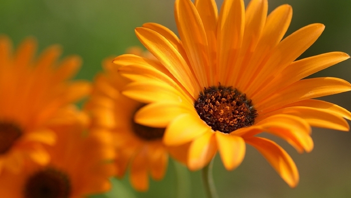 Orange daisy flowers with green background