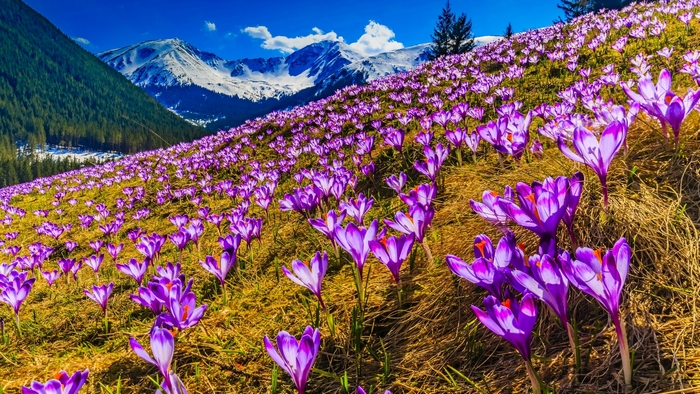 Mountain slope covered with purple crocuses in spring