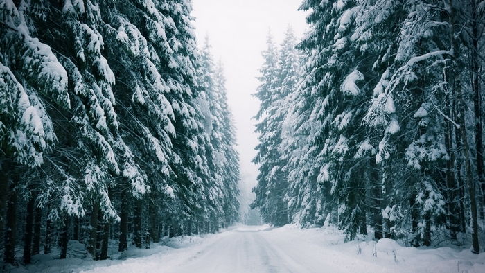 Snow-covered trees line a winter road