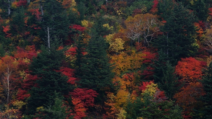Colorful forest with trees in autumn foliage