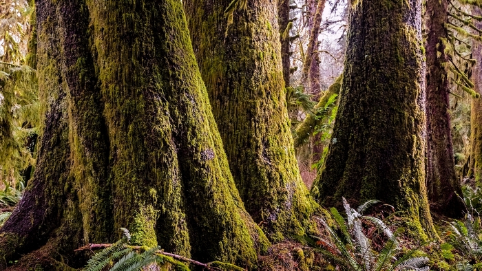 Moss-covered trees in a forest