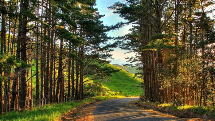 Road through a pine forest with rolling green hills
