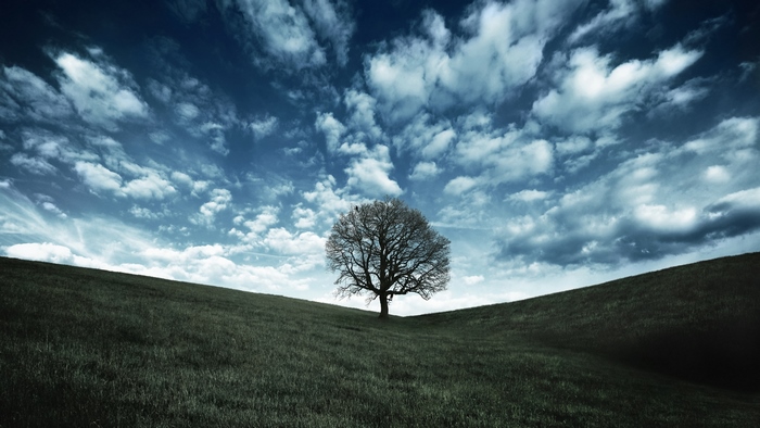 Lone tree on rolling hills under cloudy sky